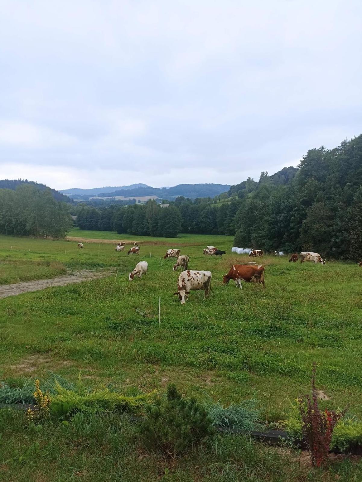 Maraska Holiday House Каменна Гора Екстериор снимка